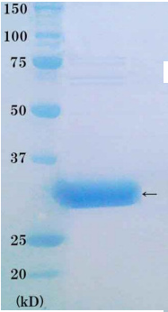 HUMAN PCNA PROTEIN (FUNCTIONAL) 1 * 100 µG