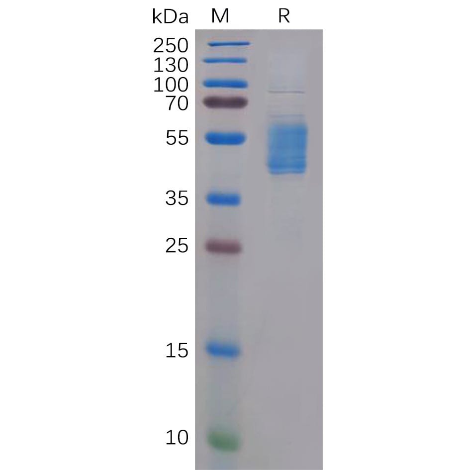 این پروتئین از توالی‌های CCR4 زیر ساخته شده است: (Met1-Glu39) (Ala99-Lys111) (Ser176-Val200) (Val268-Tyr284). تگ Fc انسانی شامل اسیدهای آمینه Glu99-Ala330 است. 1 * 100 µG
