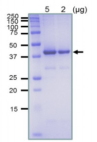 پروتئین RECA از E. COLI (عملیاتی) 1 * 100 میکروگرم