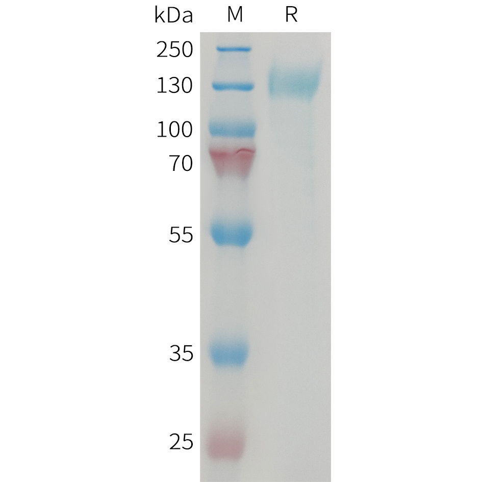 یک هترودیمر از CRLR (Glu23-Asn140) با یک تگ Fc انسانی در انتهای C و RAMP1 (Cys27-Ser117) با یک تگ Fc موشی در انتهای C. 1 * 100 µG