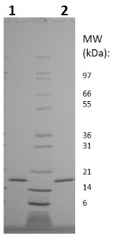 IL-10 نوترکیب موش صحرایی (از E. coli)