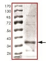 E. coli Recombinant GFP (from E. coli)