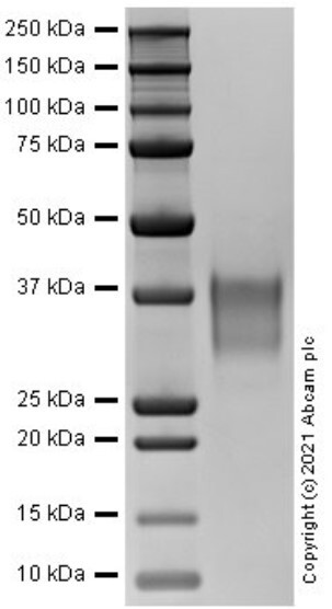 CD30-L انسانی نوترکیب (از سلول‌های HEK293)