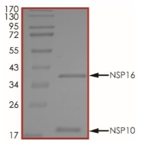 پروتئین نوترکیب SARS-CoV-2 Nsp10+Nsp16 (از E. coli)