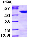 Nck نوترکیب انسانی (از E. coli)