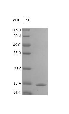 اینترلوکین 36 آلفا/IL-1F6 نوترکیب انسانی (از E. coli)