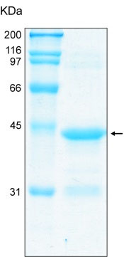 پروتئین بازترکیب انسانی Fragilis (از E. coli)