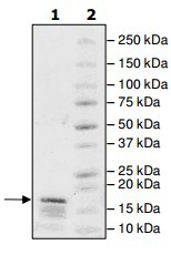 هیستون H2A نوترکیب انسانی (از E. coli)