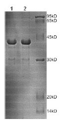 آرژیناز 2 نوترکیب انسانی (از E. coli)