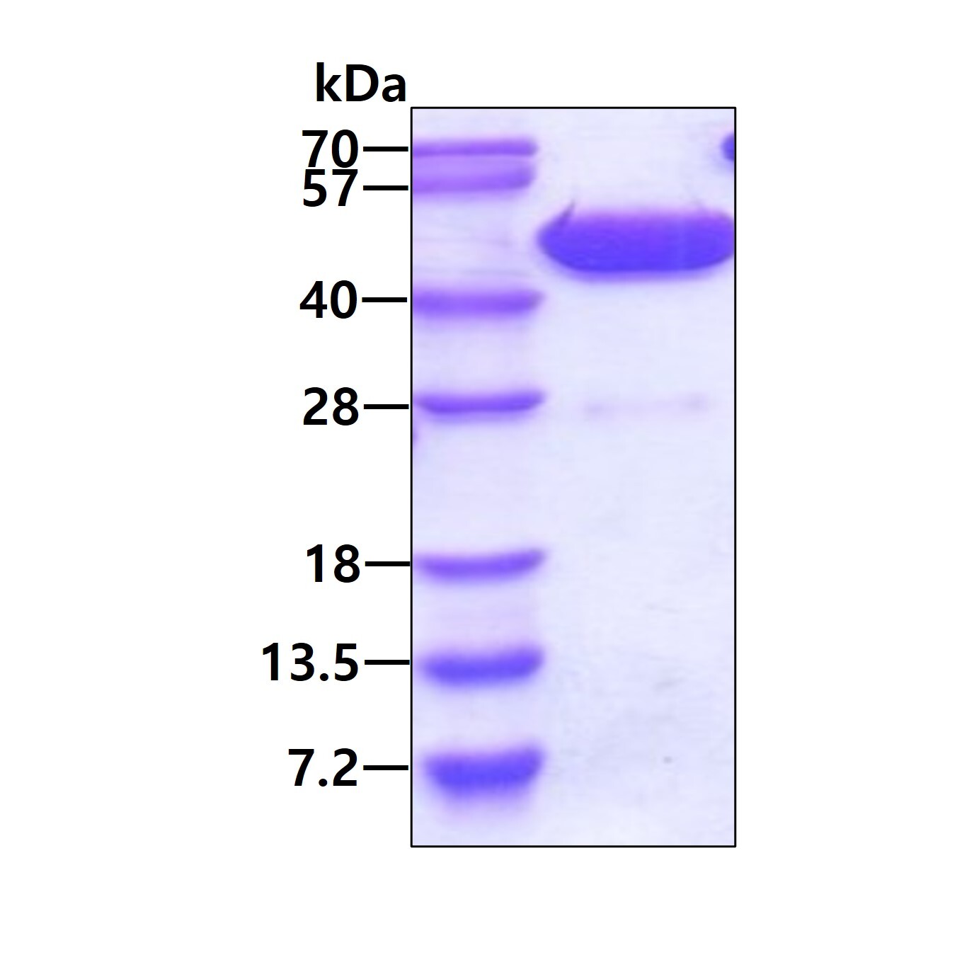 ADK نوترکیب انسانی (از E. coli)