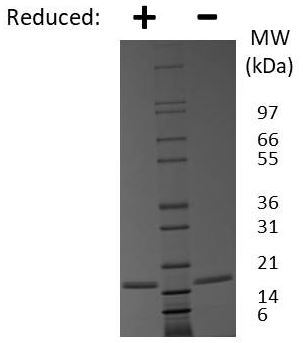 FGF1 نوترکیب موش (از E. coli)