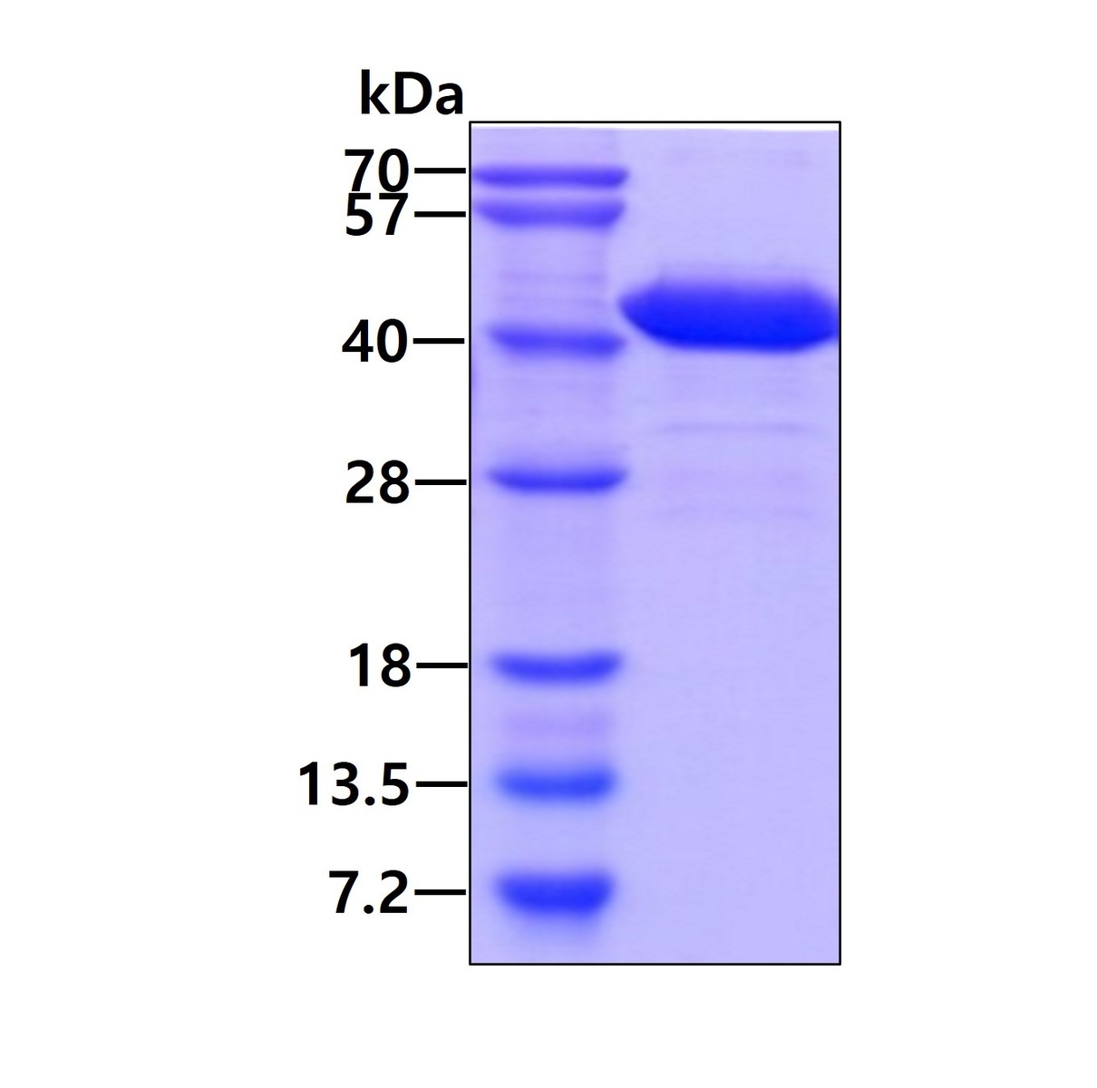 NAPG نوترکیب انسانی (از E. coli)