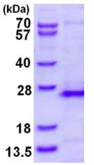 RHOG نوترکیب انسانی (از E. coli)