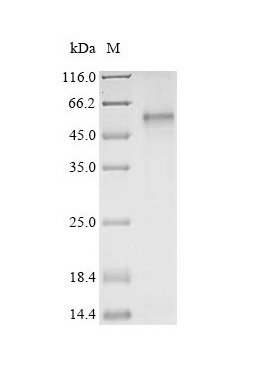 گیرنده 5HT7 نوترکیب انسانی (از E. coli)