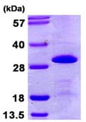 انسانی بازترکیب SNRPB2 (از E. coli)
