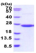 CD58 بازترکیبی انسانی (از E. coli)