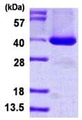 STAP-1 نوترکیب انسانی (از E. coli)
