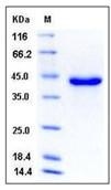 SPARC نوترکیب موش (از سلول‌های HEK293)