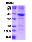 CD46 نوترکیب انسانی (از E. coli)
