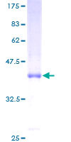 MD2 نوترکیب انسانی (از جوانه گندم)