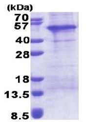 AP1AR/Gadkin انسانی نوترکیب (از E. coli)