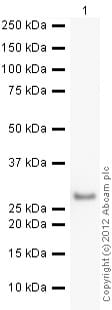 راب5A انسانی نوترکیب (از E. coli)