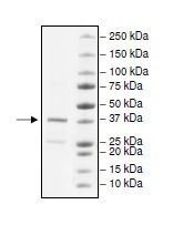 زایمند ۸ نوترکیب انسانی (از E. coli)