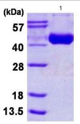 آنفولانزا A نوترکیب H3 (H3N2) (از سلول‌های BTI-TN-5B1-4 آلوده به باکولوویروس)