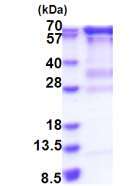 HCE نوترکیب انسانی (از E. coli)
