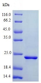 موش بازترکیب سونیک هِج‌هُگ (از E. coli)