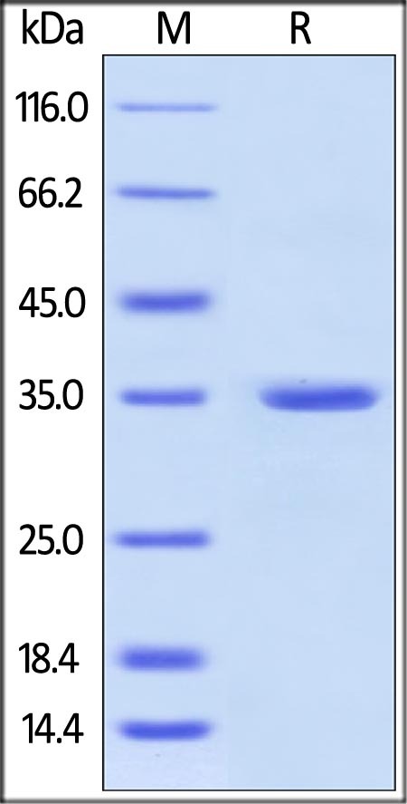 آنکسین V/ANXA5 نوترکیب انسانی (از E. coli)