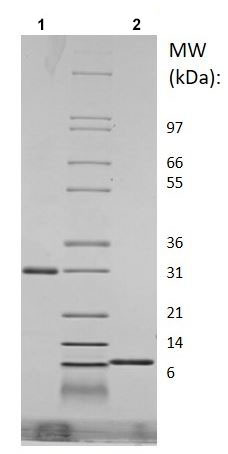 موش ریکامبینانت RELM گاما (از E. coli)