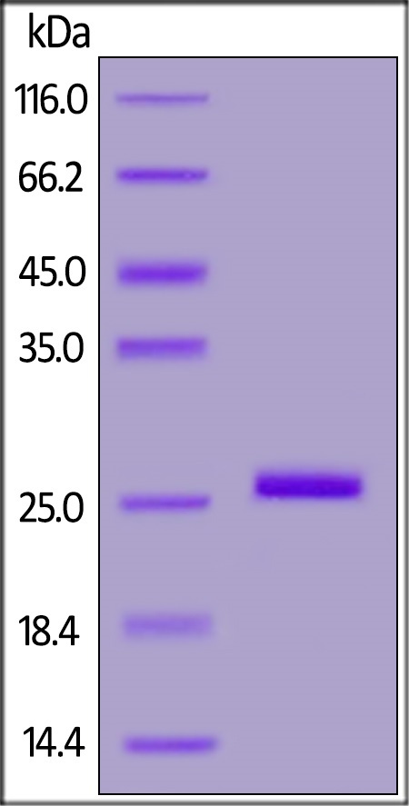 بکل-ایکس‌ال نوترکیب انسانی (از E. coli)