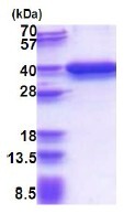 پروتئین بازترکیب انسانی P15RS (از E. coli)