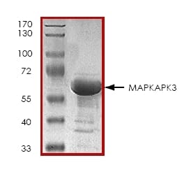 MK-3 نوترکیب انسانی (از E. coli)