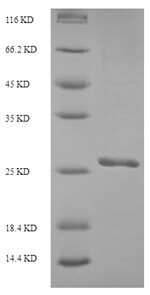 سمت3 نوترکیب ساکارومایسس سرویزیه (از E. coli)