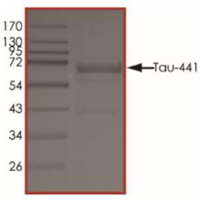 تاو نوترکیب انسانی (از E. coli)