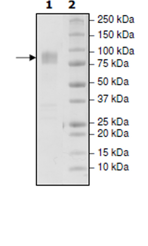 CD86 نوترکیب انسانی (از سلول‌های HEK293)