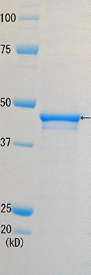 راد52 نوترکیب انسانی (از E. coli)