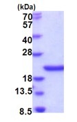 SCO1 بازسازی شده انسانی (از E. coli)