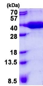 MST نوترکیب انسانی (از E. coli)