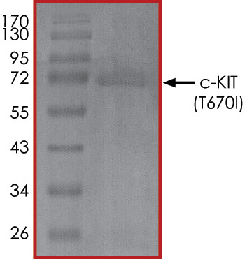 c-Kit انسانی نوترکیب (از باکتریوفاژ (سلول‌های حشره‌ای Sf9))