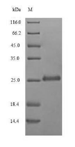 ریبونوکلئاز U2 نوترکیب (از E. coli)