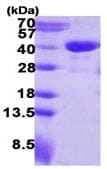 پروتئین بازترکیب انسانی RTN4IP1 (از E. coli)