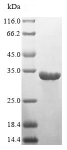 HLA-DR نوترکیب انسانی (از E. coli)