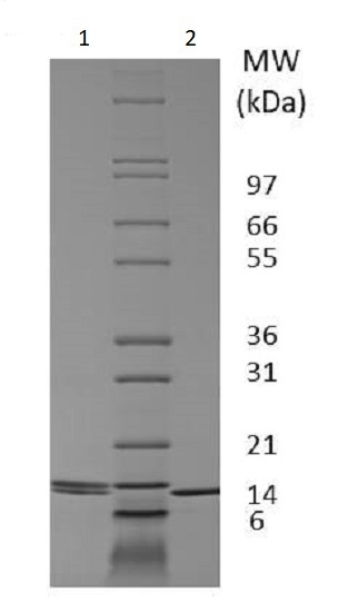 IL-2 نوترکیب سگ (از E. coli)