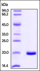 انسانی بازترکیب NM23A (از E. coli)