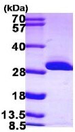 BDH2 نوترکیب انسانی (از E. coli)