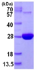 MSRA نوترکیب انسانی (از E. coli)