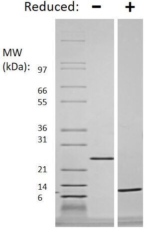 TGF بتا 3 نوترکیب انسانی (از E. coli)